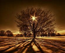 Image result for Breathtaking Photography of Tree