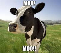 Image result for Moo Cow Meme