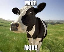 Image result for Moo Moo Meme