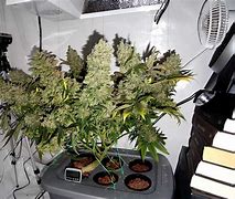 Image result for How Long Does Marijuana Take to Grow