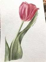 Image result for Realistic Colored Pencil Flowers