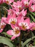 Image result for Tulipa Garden of Clusius