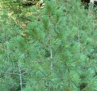 Image result for Pinus peuce Hanzel
