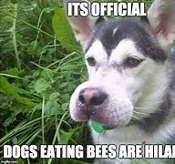 Image result for Shear Bee Dog Meme