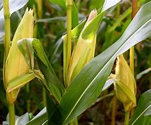 Image result for Cute Mouse On a Corn Plant