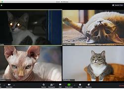 Image result for Zoom Call Animals