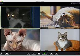Image result for Funny Cat Face Zoom Call