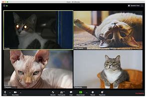 Image result for Cat On Zoom Call