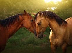 Image result for HD Horse Pics 4K