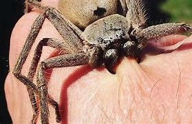 Image result for Giant Huntsman Spider Bite