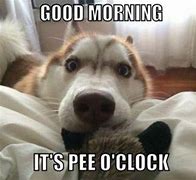 Image result for Wake Up Dog Meme