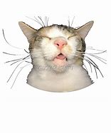 Image result for Derp Cat Face Drawing