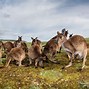 Image result for Kangaroo Island, Australia