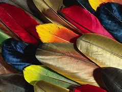 Image result for Pretty Feathers