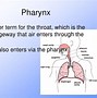 Image result for Difference Between Respiratory and Breathing