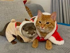 Image result for Otter Cat