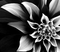 Image result for Flower Background Wallpaper Black and White