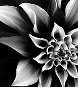 Image result for Beautiful Black and White Wallpaper