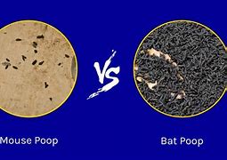 Image result for Bat Guano vs Mouse Droppings