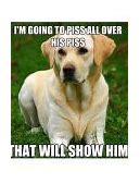 Image result for Google Search Funny Dog Memes