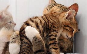 Image result for Cat Hug Funny