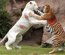 Image result for Dangerous Animals Fighting