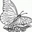 Image result for Printable Butterfly and Birds Coloring Pages