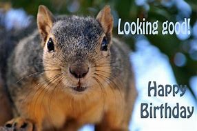 Image result for Armadillo Birthday Meme