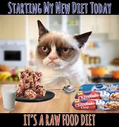 Image result for Funny Diet Images Cat