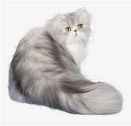 Image result for White Persian Cat Clip Art