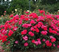 Image result for 24 Karat Rose