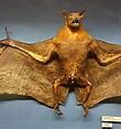 Image result for Bat Hunting