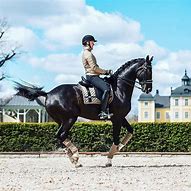 Image result for Dressage PIAFFE