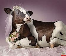 Image result for Funny Looking Cows