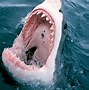 Image result for Great White Shark Desktop Wallpaper