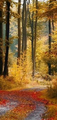 Image result for Fall Pictures for iPhone XR