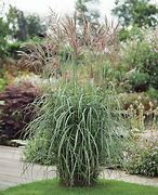 Image result for Miscanthus sinensis Silberfeder