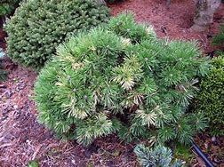 Image result for Pinus mugo Walch