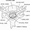 Image result for Transverse Process of Cervical Vertebrae