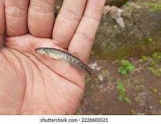 Image result for cobitidae
