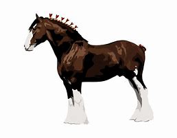 Image result for Clydesdale Horse