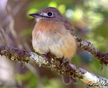 Image result for Nonnula Bucconidae