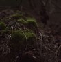 Image result for Moss-Covered Rocks Background