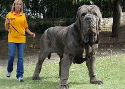Image result for World Biggest Strongest Dog