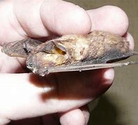 Image result for Dog-Faced Bat