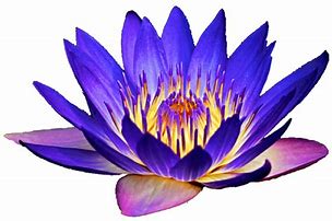 Image result for water lilies clip arts