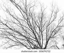 Image result for Black Cherry Tree