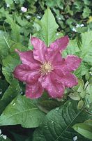 Image result for Clematis Ernest Markham