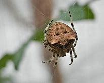 Image result for Giant Spider Australia