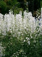 Image result for Delphinium belladonna Casa Blanca